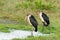 Marabou Storks