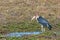 Marabou storks, Chobe Botswana Africa wildlife