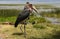 Marabou storks on Lake Hawassa