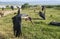 Marabou storks on Lake Hawassa