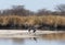 Marabou storks on the Nata River in the Nata Sanctuary, Botswana