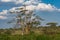 Marabou Storks perched on a tree