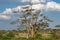 Marabou Storks perched on a tree