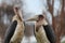 Marabou storks stand on the banks of Lake Naivasha in Kenya