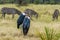 Marabou Storks with zebra in the background in on a safari Tanzania,.