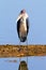 Marabu Stork, Nakuru Lake