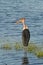 Marabu stork wading in the water Lake Nukuru