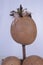 maraca Cuban musical instrument indigenous crafts made from brown gourd