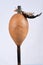 maraca percussion instrument cascara indigenous handmade instrument cultural gourd