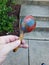 Maraca red and blue outside