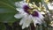 Maracuya flower fruit passiflora edulis