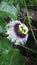 Maracuya flower fruit passiflora edulis