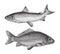 Maraene and Carp fish - vintage vector illustration