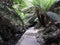 Marakoopa Cave Fernglade Walk, Tasmania