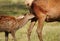 Maral deer Cervus elaphus sibiricus fawn