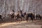 Maral deers in the forest, close up view