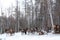 Maral A large Siberian deer with big