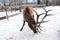 Maral A large Siberian deer with big