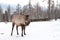 Maral A large Siberian deer with big