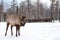 Maral A large Siberian deer with big