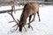 Maral A large Siberian deer with big