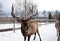 Maral A large Siberian deer with big