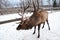 Maral A large Siberian deer with big