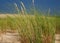 Maram Grass In The Dunes On The Beach Of Cap Ferret France