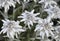 Maramures, Prislop Monastery, Romania, Europe. August 2018. Close-up centered edelweiss wildflowers typical of the Austrian Alps