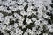 Maramures, Prislop Monastery, Romania, Europe. August 2018. Close-up centered edelweiss wildflowers typical of the Austrian Alps