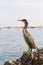 Marangoni - European Shags on the Adriatic Sea