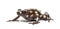 Maranon poison frog, Excidobates mysteriosus