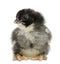 Marans chick, 15 hours old