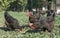 Marans chicken in garden