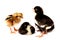 Marans chicks. Chick, yellow.