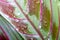 Maranta houseplant