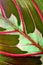 Maranta houseplant