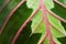 Maranta leaf with tricolor decorative pattern, closeup