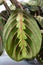 Maranta leaf with tricolor decorative pattern, vertical