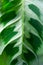 Maranta leaf tropical pattern detail