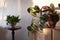 Maranta plant in the room