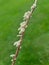 Marasmiellus ramealis - tiny mushroom on a branch of wood