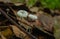 Marasmius epiphyllum mushrooms or parachute fungus on decomposing leaves