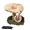 Marasmius oreades digital art illustration. Scotch bonnet biodiversity, fairy ring champignon realistic drawing