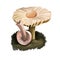 Marasmius oreades digital art illustration. Scotch bonnet biodiversity, fairy ring champignon realistic drawing