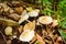 Marasmius oreades, Scotch bonnet, also known as fairy ring mushroom