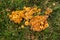 Marasmius oreades, the Scotch bonnet growing in the lawn