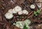 Marasmius Rotula Little Wheel Mushroom