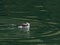 Marbeled murrelet in Southeast Alaska