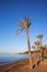 Marbella Beach With Palm Trees